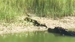 Crocodile hunting python