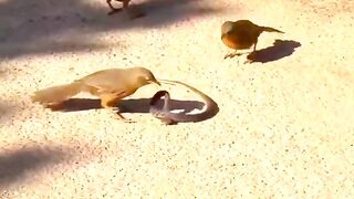 Birds catching snack