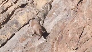 Snow leopard attack a goat