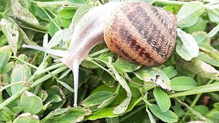 Snails feed on grass