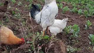 Beautiful Brahma Chicken