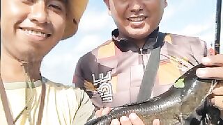 Fishing Snakehead fish in Indonesia