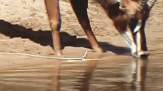 Lion battu contre une gazelle