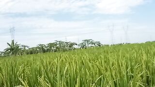 View of rice