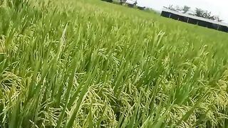 view of rice field in mu vilage