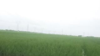 A stretch of rice fields with a cloudy atmosphere