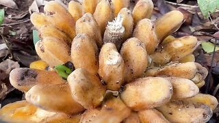 Buah pisang hutan yang langka