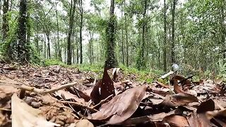 Aghast . Cowherd boy was attacked by a giant python while playing in the forest. - anaconda attack