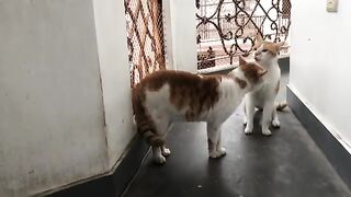 dancing cat