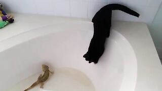 Alistair the cat falls in the tub