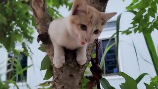 Cute kitty on the tree