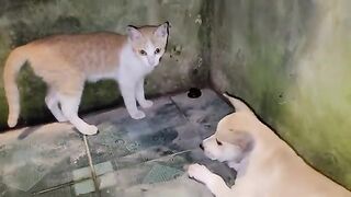 Kitty and puppy playing with millipede