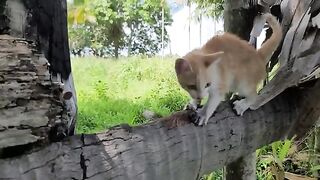 Kitty walking on wood she is so look like