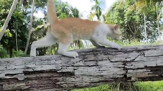 Kitty walking on the wood