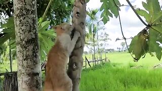 Kitty go on papaya tree and see dogs