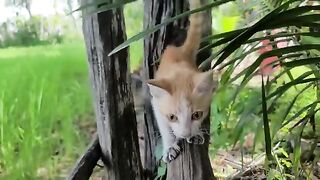 Kitty and Mother cats on wood Cray when see dog puppies