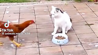 Funny cats ????????????♥️