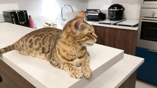 Chat bengal qui miaule ????????