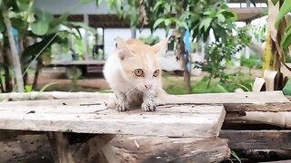 Cute cats eating grass under wood