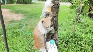 Kitten waking on wood