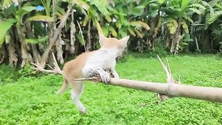 Cute kitten on wood crying