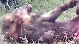 Have you ever seen a lion eat its brother? Here is this video ????????????????