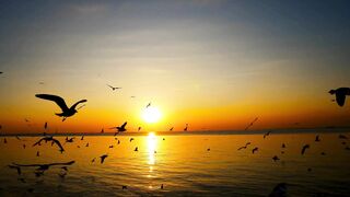 Bird Silhouettes at Sunset