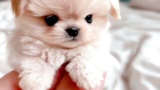 cute dog