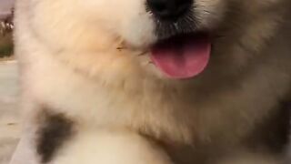 cute dog