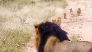 Des lionceaux mignons se précipitent pour rattraper leur papa.