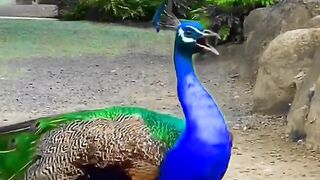 Peacock bird