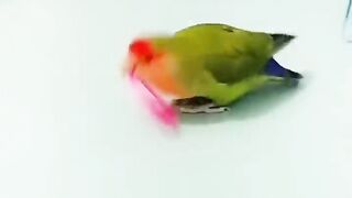 Smart parrot