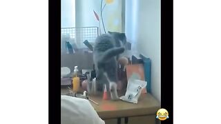 Watch very funny cat clips ????