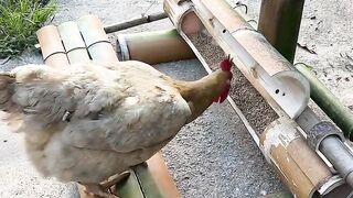 Chicken that takes out its own food