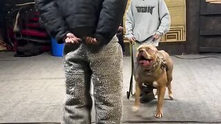 trained pitbull dog