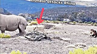 Le Roi Lion contre Rhino