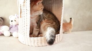 Maman chat joue et parle à ses bébés chatons mignons qui miaulent