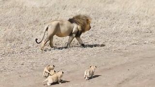 Lion dad tries to ditch his kids