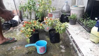 Harvesting chilies in polybags