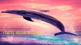 Dolphins