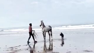 horse runs on the beach