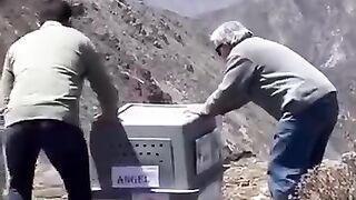 The largest eagle was released for the first time. Watch its reaction.