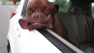 une vidéos drôle de chien