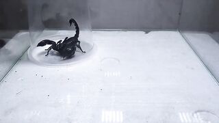 Poison Snake Scorpion Tarantula Centipede