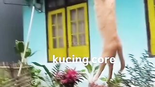 Komplikasi video kucing lucu