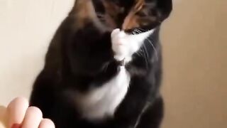 Video kucing lucu bisa aja ngelesnya