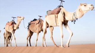 a herd of camels in the desert