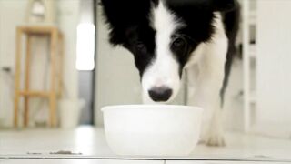 dog drink milk