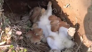 Écoutez le son du petit lapin qui tète du lait et soyez mignon.