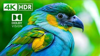 BEST OF Dolby Vision HDR 4K Video ULTRA HD (60 FPS)